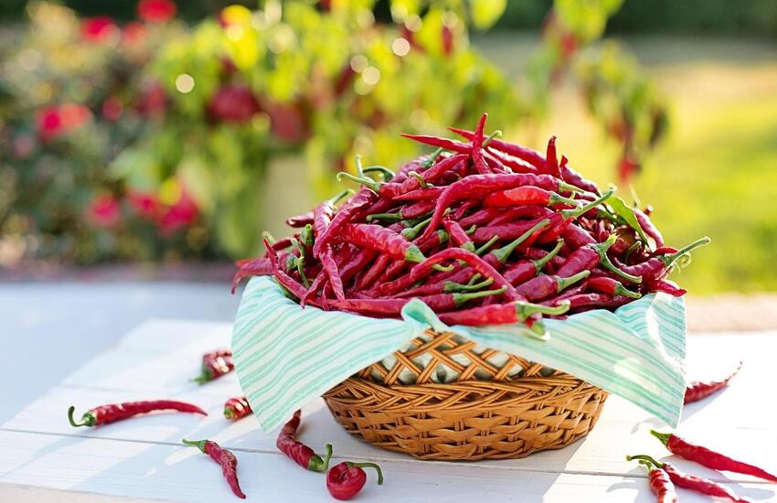 chili paprikák