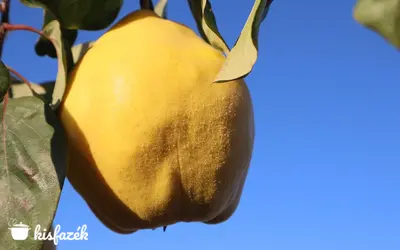 Ronda, de nagyon finom! Mit készíts birsalmából?