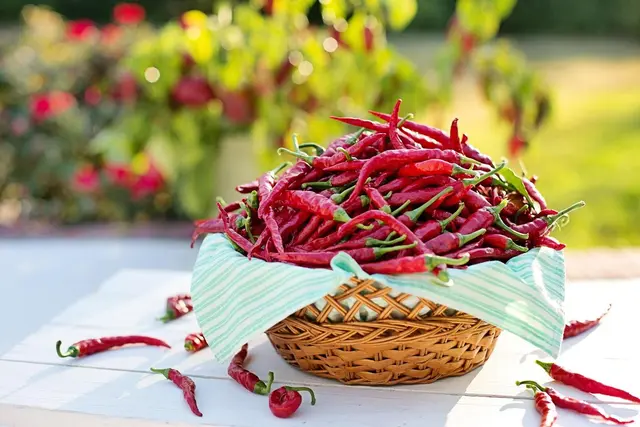 chili paprikák